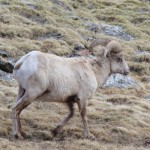 Bighorn Sheep, 6-13