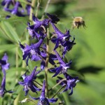 Bee & Larkspur, 7-13