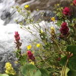 Flowers at Clear Lake, 8-13