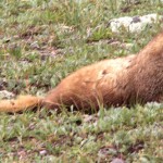 Marmot at Clear Lake, 8-13