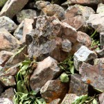 Pika at Clear Lake, defending his drying greens, 8-13