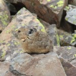 Pika at Clear Lake, 8-13