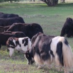 Yaks Near Ouray Campground, 8-13