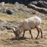 Bighorn Sheep, 6-13