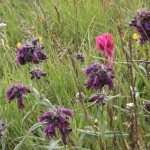 Flowers, Guanella Pass, 6-13