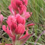 Flowers, Guanella Pass, 6-13