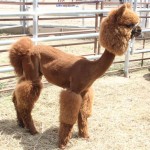 Alpaca at Estes Park Wool Market, 6-13