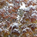 Snow on Ash Leaves, October, 2013