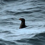 Rhinoceros auklet, on whale-watching trip