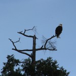 Bald eagle, on whale-watching trip