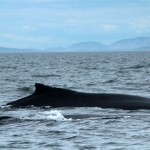 Hampback and calf, whale-watching trip out of Cowichan Bay