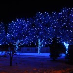 Holiday Lights at Chatfield DBG, in front of dye garden