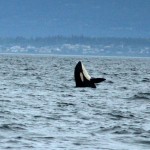 Orca, whale-watching trip out of Cowichan Bay