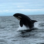 Orca, Whale-watching trip out of Cowichan Bay