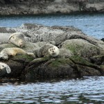 Sea lions, on whale-watching trip