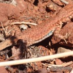 Lizard, Canyonlands NP