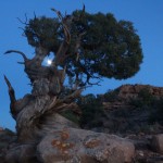 Moon through Tree, Needles Overlook, Canyonlands NP