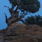 Moon and Tree, Needles Overlook, Canyonlands NP