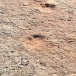Dinosaur Tracks along Willow Flats Road, getting to Arches NP from the west