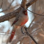 Pyrrhuloxia, Bosque del Apache NWR, New Mexico