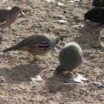 Gambel's Quail, Bosque del Apache NWR, NM