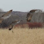 Sandhill Cranes