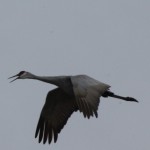 Sandhill Crane (talking)