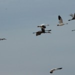 Sandhill Cranes and Snow Geese