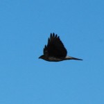 Hawk, Las Vegas NWR, NM