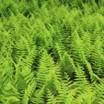 Shenandoah NP, Ferns