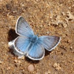 Arctic Blue Butterfly near Silverton on Old Lime Creek Road