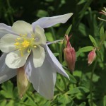 Columbine near Gothic