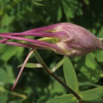 Columbine bud near Gothic