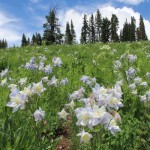 Columbine near Gothic