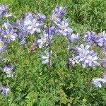 Columbine near Silverton on Old Lime Creek Road