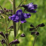 Delphinium near Gothic