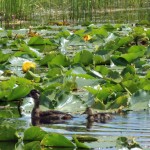 Duck & Lily Pads near Silverton on Old Lime Creek Road