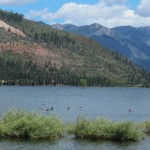 Duck on Vallecito Reservoir