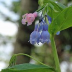 Flowers near Gothic