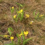 Glacier Lilies near Crested Butte