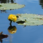 Lily Pads near Silverton on Old Lime Creek Road