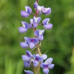 Lupine near Gothic