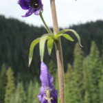 Monkshood near Gothic