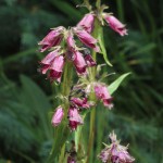 Penstemon near Silverton on Old Lime Creek Road