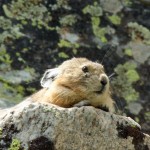 Pika near Silverton on Old Lime Creek Road