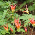 Red Columbine near Gothic