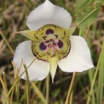 Sego Lily near Crested Butte