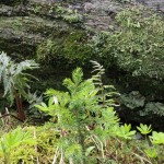 Fairy Garden near Schofield Pass