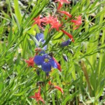 Flowers near Gothic