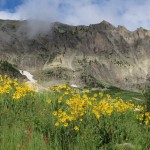 Flowers near Crested Butte